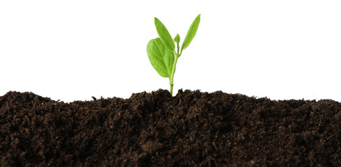 Young plant growing in soil isolated on white
