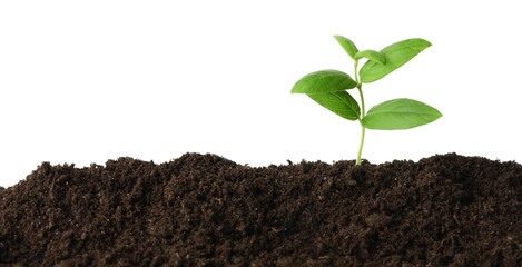 Young plant growing in soil isolated on white