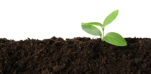 Young plant growing in soil isolated on white