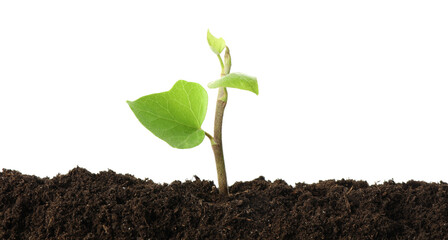 Young plant growing in soil isolated on white