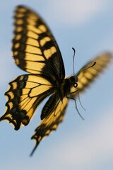 Fototapeta premium Close-up of yellow swallowtail butterfly in flight against blue sky