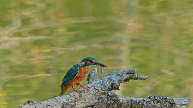 Close-up of a common kingfisher (Alcedo atthis) perched on a dead branch above a river, consuming a freshly caught fish