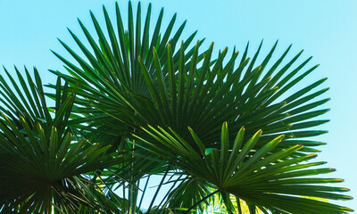 Palm leaves