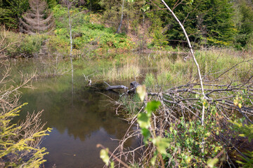 A beautiful, tranquil pond reflecting the surrounding trees and vegetation.