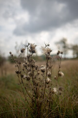 A detailed photo of a dried thistle plant against a cloudy sky in a field.