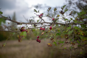 Red berries on a branch in autumn, showcasing nature's vibrant colors and textures.