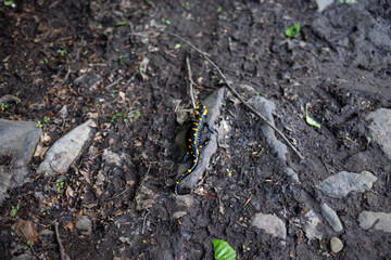 A fire salamander with yellow spots rests on a forest floor.