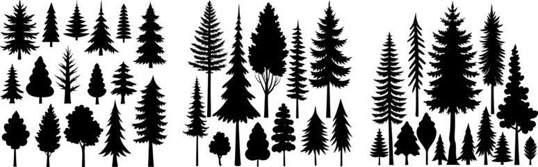 Fototapeta premium Spruce Tree Silhouette Growing in Forest – Evergreen Tree Vector Illustration