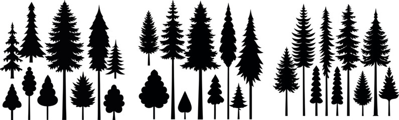Silhouettes of evergreen trees in a forest setting	
