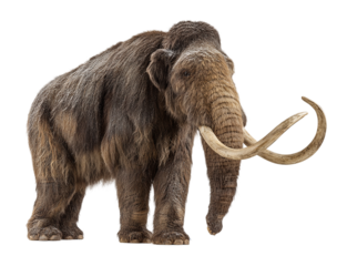Woolly mammoth isolated on transparent background