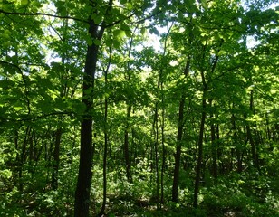 Obraz premium Dense forest canopy