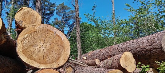 Logging process in a forest with freshly cut tree trunks under a clear blue sky