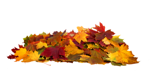 Vibrant fall colors . Autumn maple leaves isolated on transparent background