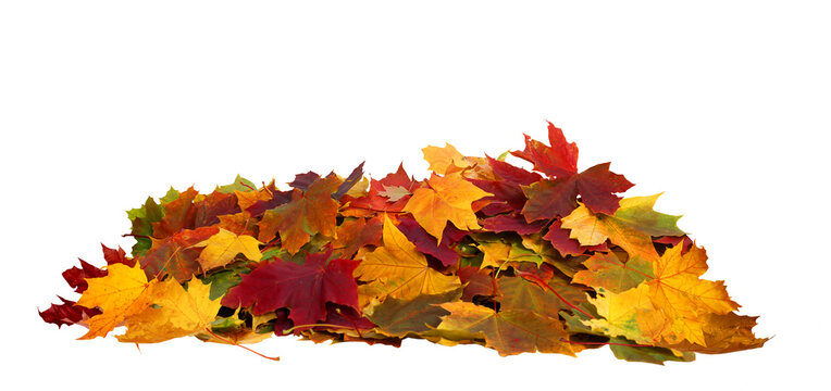Vibrant fall colors . Autumn maple leaves isolated on transparent background