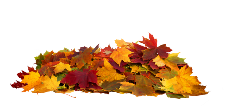 Vibrant fall colors . Autumn maple leaves isolated on transparent background
