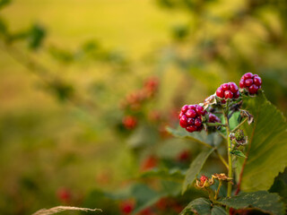 Blackberries ripening on a bush at the end of summer