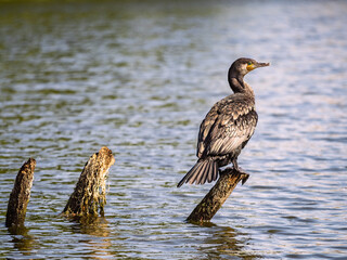 great cormorant perched on a log over the water