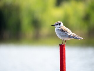 baby whiskered Tern sits on a stick