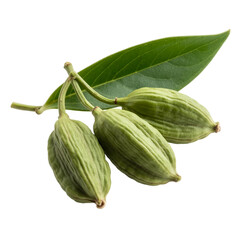fresh green elachi[Transparent Background PNG]