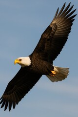 Naklejka premium Bald eagle in flight against clear blue sky showing majestic wingspan and sharp beak