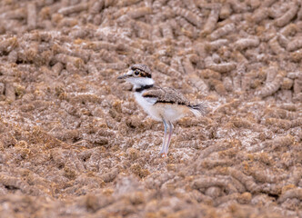 Killdeer bird chick explores its new home outside the egg an catches a worm.