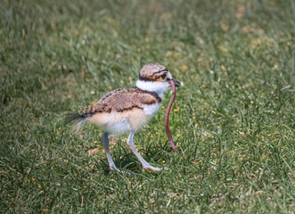 Killdeer bird chick explores its new home outside the egg an catches a worm.
