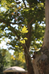 tree in the forest