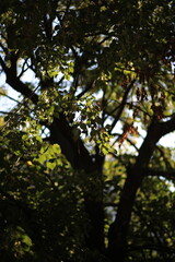 Fototapeta premium trees in the forest