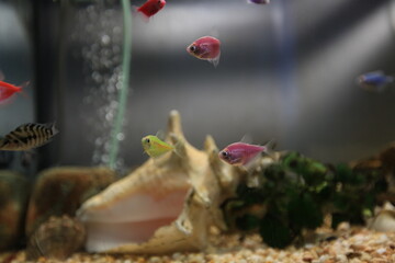 Fish