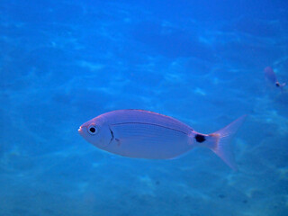 pesce nel fondale marino di capo calav&agrave; 581