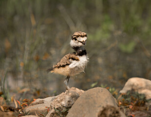 Killdeer bird chick explores its new home outside the egg an catches a worm.