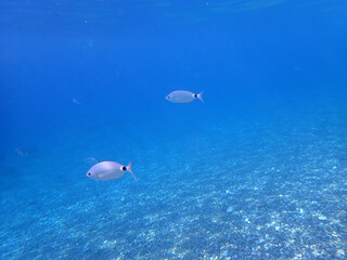 fondale marino di capo calav&agrave; 635