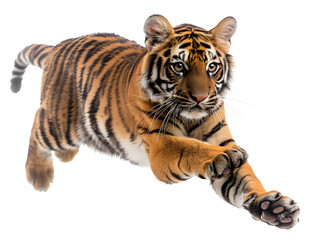 Obraz premium High resolution high clarity image of Tiger jumping wildlife animal predator feline bengal cat zoo nature wild isolated on transparent backgroundTiger jumping wildlife animal predator feline bengal ca
