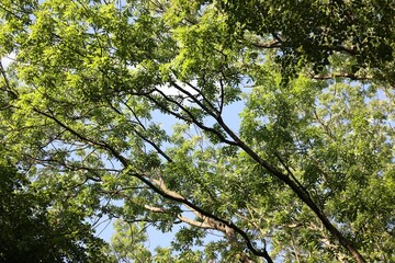 Beautiful trees with green leaves growing under blue sky, bottom view
