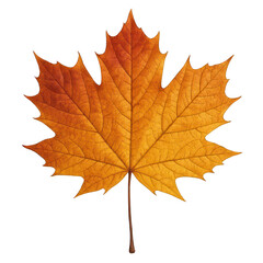 Obraz premium Autumn Maple Leaf Isolated PNG