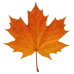 Obraz premium Autumn Maple Leaf Isolated PNG