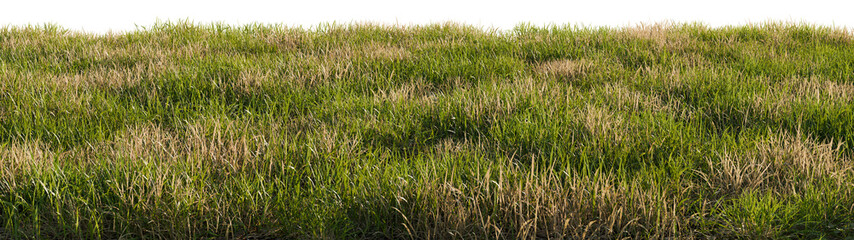 Grass landscape in the wind