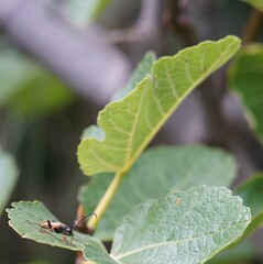 ant on leaf