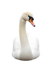 Fototapeta premium White Swan Swimming Gracefully in Calm Waters Cut Out PNG.