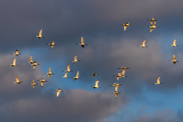 A flock of Eurasian Spoonbill or common spoonbill (Platalea leucorodia)  in flight at sunset. Gelderland in the Netherlands.     