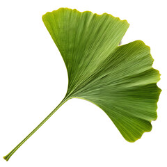 Fototapeta premium Ginkgo biloba leaf isolated on transparent background, fan-shaped herbal medicine symbol with veins
