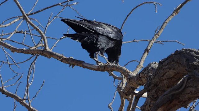 American Crow eats carrion in a tree, with bright blue sky