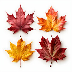 Fototapeta premium Clean macro photograph featuring Maple leaf trio, vivid autumn hues with visible veins, natural curl, seasonal sticker PNG, transparent background, even illumination, neutral backdrop, ample copy spac