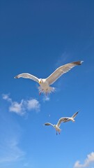seagull in flight