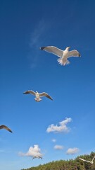seagull in flight