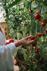 Harvesting ripe tomatoes in a lush greenhouse during a sunny afternoon