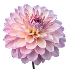 Fototapeta premium Exquisite pastel dahlia bloom in soft pink, delicate floral portrait isolated on transparent background
