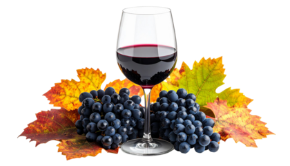 Glass of red wine with autumn grape leaves and grapes on transparent background
