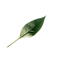 Single Green Leaf: Nature Photography, Botanical Details, Plant Texture