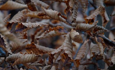 close up of pine cones